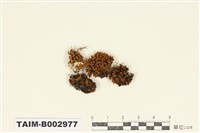 藏品(木靈苔科)的圖片